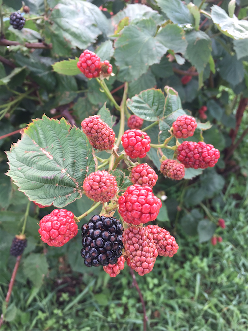 Screen Shot 2015-07-01 at 5.53.16 PM