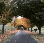 Screen Shot 2015-11-09 at 5.13.03&nbsp;PM