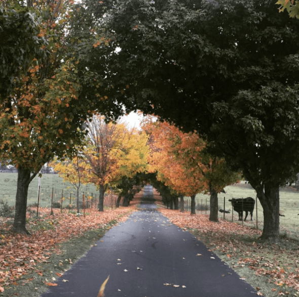 Screen Shot 2015-11-09 at 5.13.03 PM